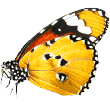 https://happypawsorlando.com/wp-content/uploads/2019/08/butterfly.png