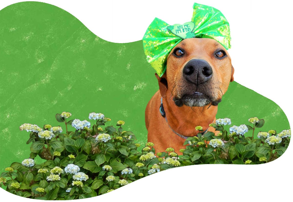 Home Happy Paws Orlando